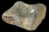 Fossil Hadrosaur Phalange - Alberta (Disposition #-) #134505-1